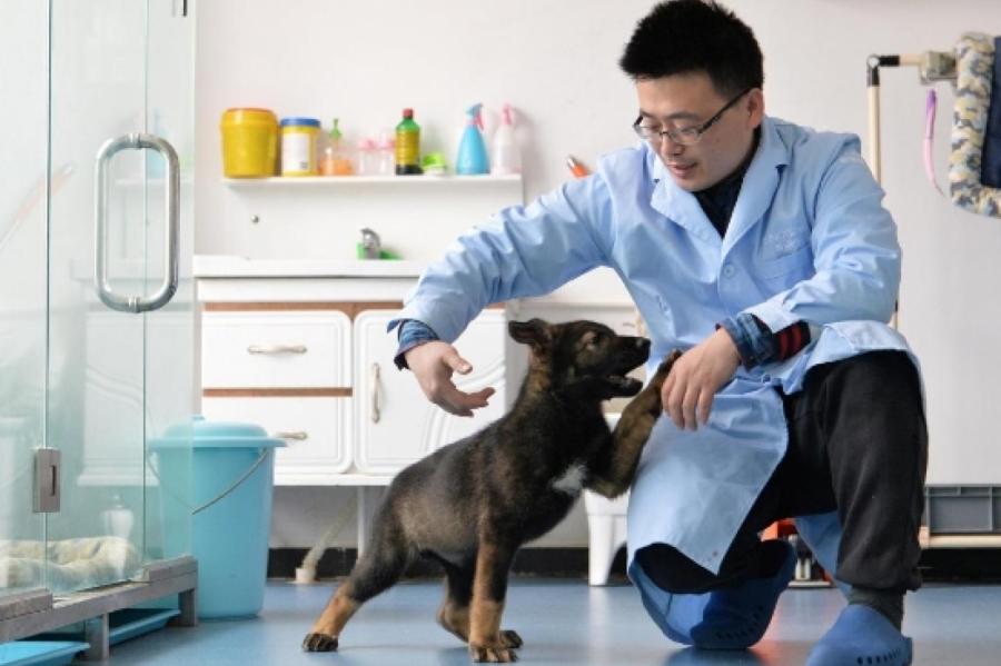 Первая собака-клон готовится к полицейской службе в Китае