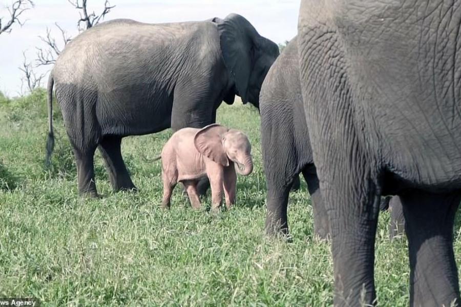 В Африке родился розовый слон