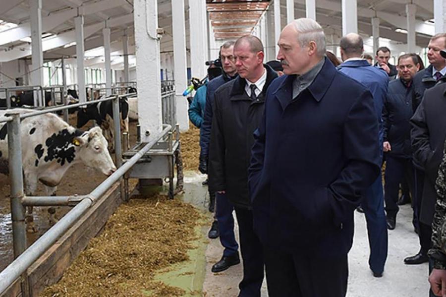 Всех под нож! Уголовное дело! Лукашенко пришел в ярость от вида больных коров