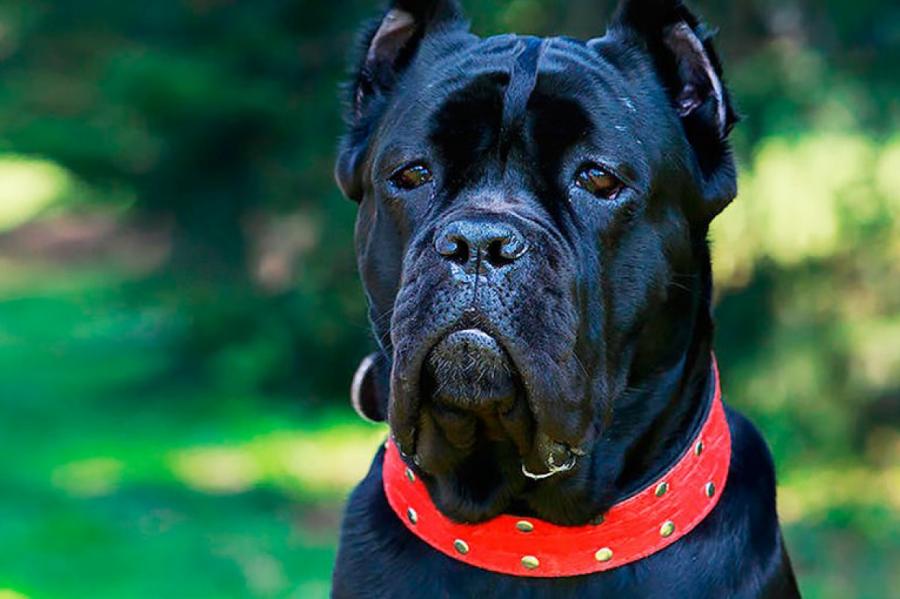 10 редких пород собак, о которых многие ничего не слышали