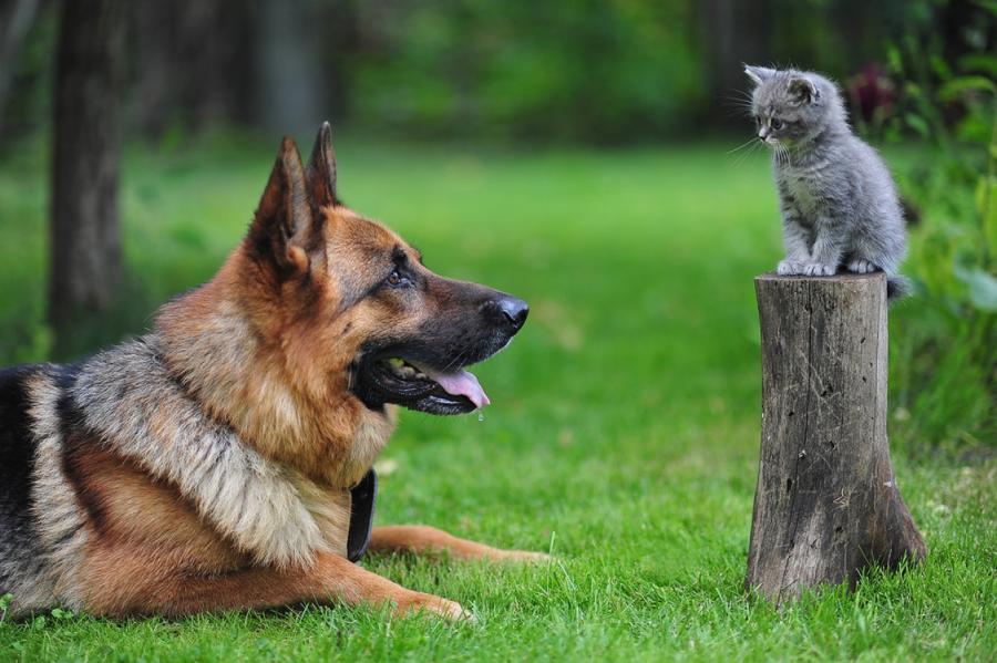Ученые выяснили, кто счастливее: владельцы собак или кошек
