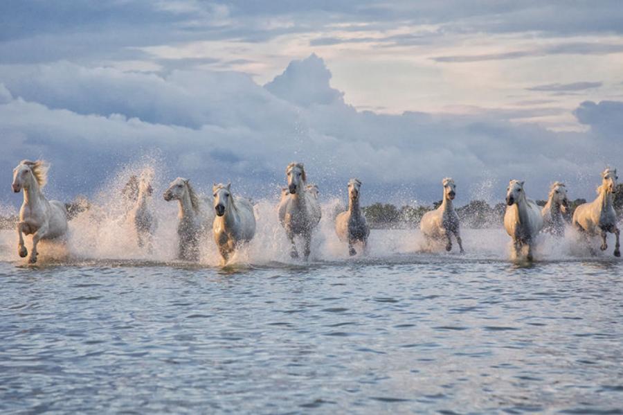 Фотограф запечатлел табун диких лошадей во Франции
