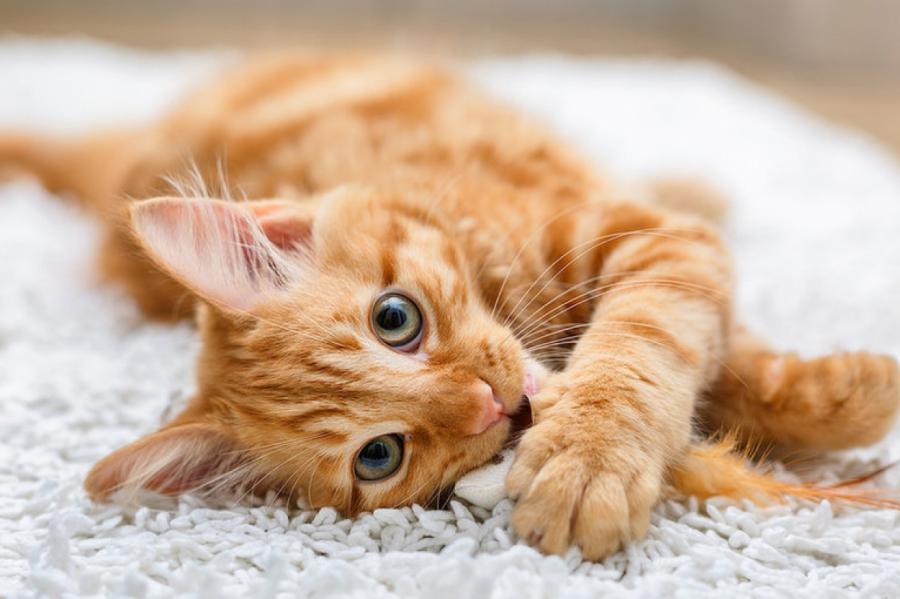 Первая вакцина от аллергии на кошек может быть создана в России уже в этом году