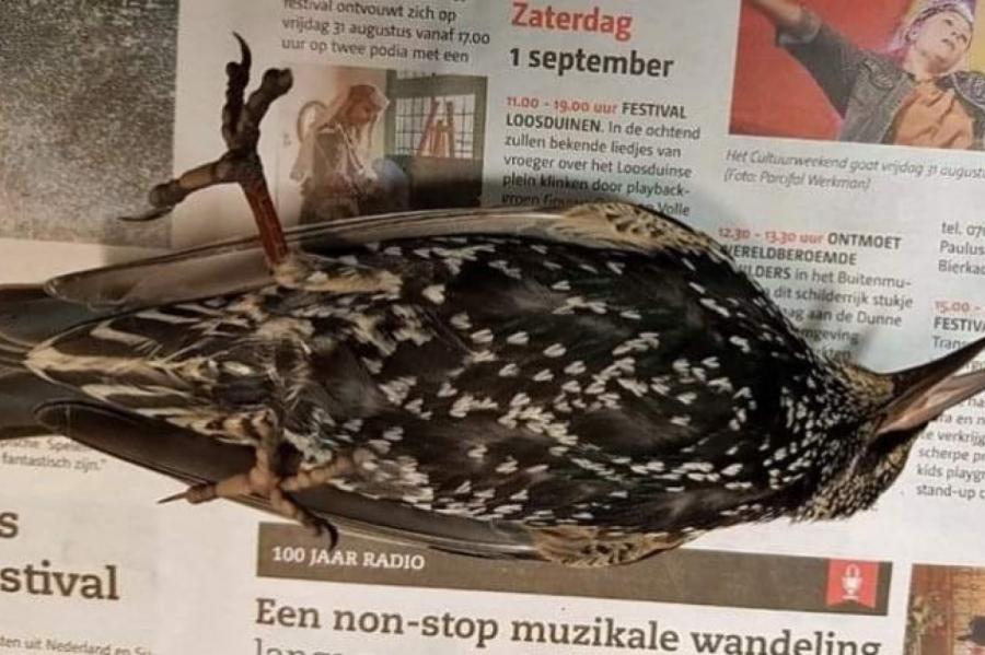 Сотни птиц погибли во время запуска 5G интернета в Нидерландах (ВИДЕО)