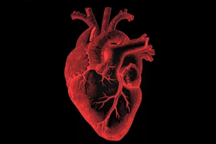 Создано первое в мире человеческое сердце, напечатанное на 3D-принтере
