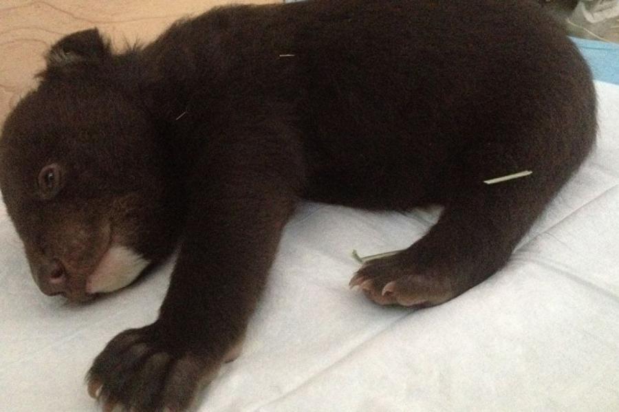 В Приморье полицейские нашли медвежонка в коробке у дороги