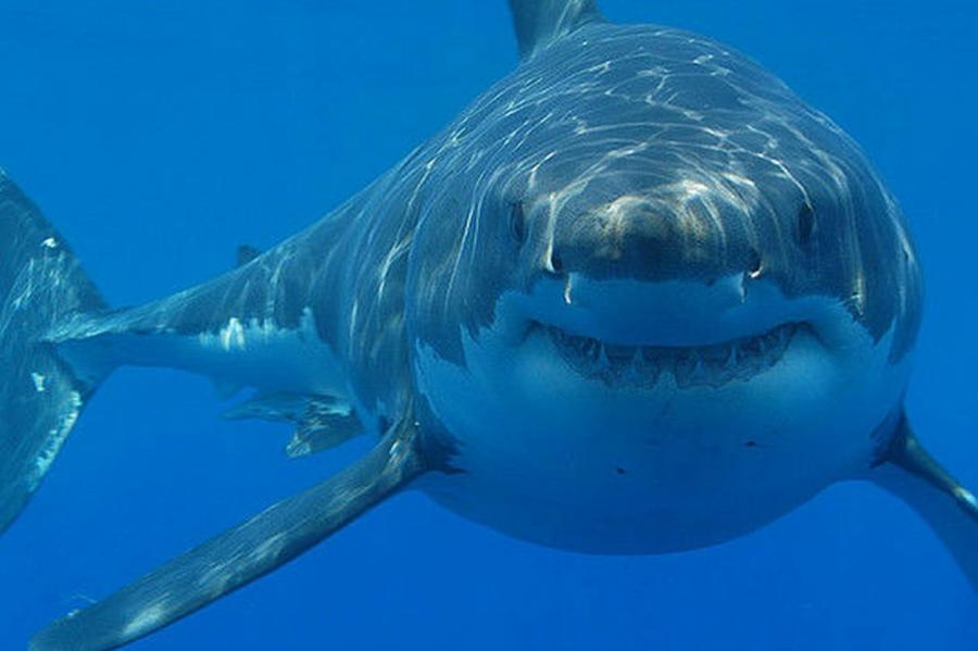 Ученые рассказали, кого боятся белые акулы