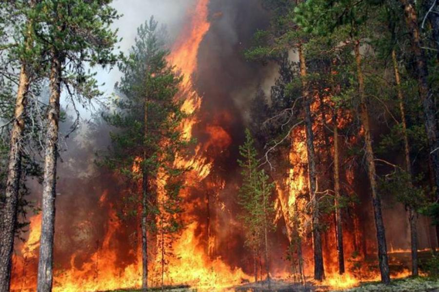 В Олайнской волости на большой площади горит лес