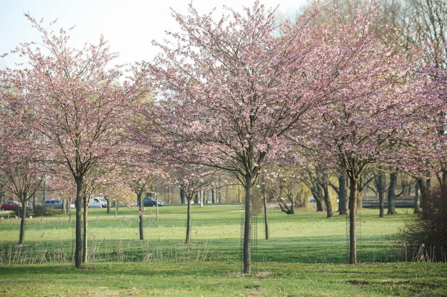 Продлевая жизнь до 100 лет: в Риге началось красочное цветение сакуры