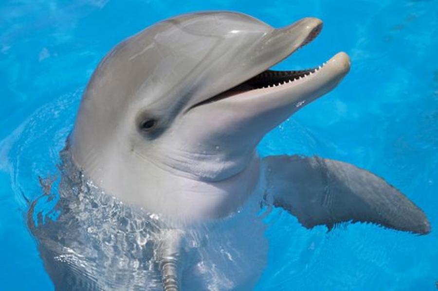 В лексиконе дельфинов обнаружено более 200 звуков