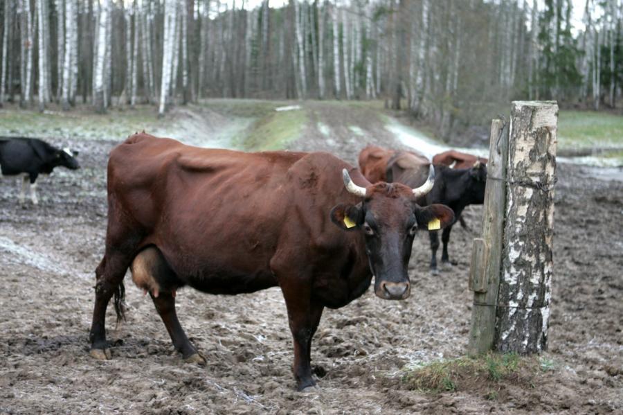 Латвийских коров подставили под американских быков