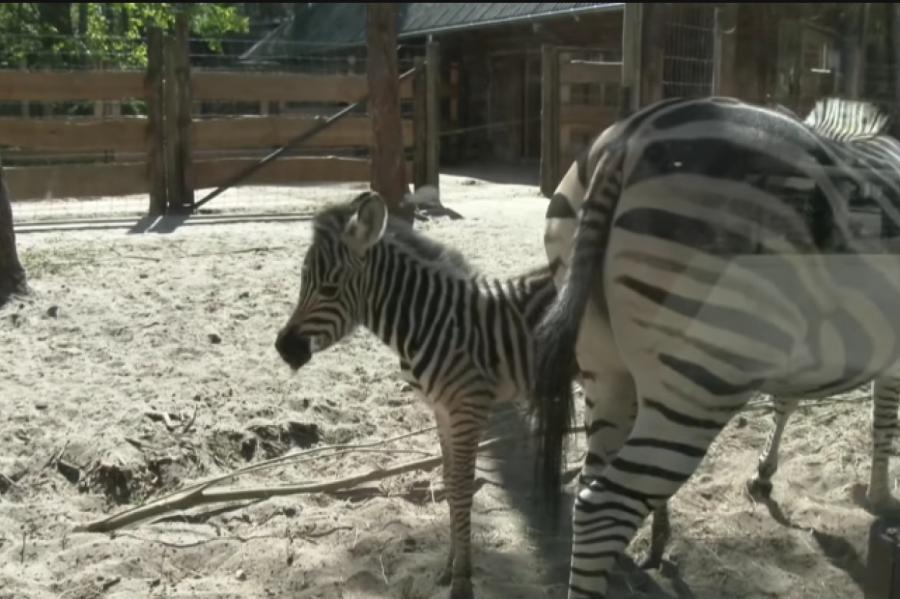 В Рижском зоопарке впервые за 9 лет родился детеныш зебры (+ВИДЕО)