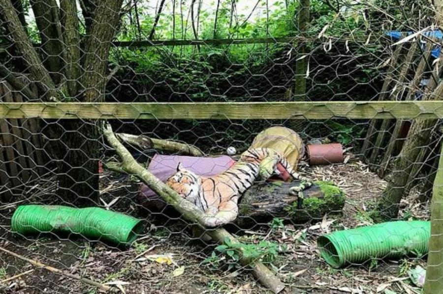 В Великобритании мужчина вызвал полицию из-за плюшевого тигра
