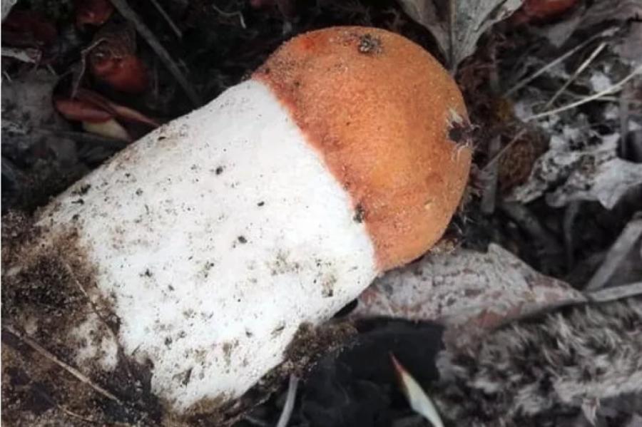 «Подосиновик в мае!»: рижанин похвастался открытием грибного сезона