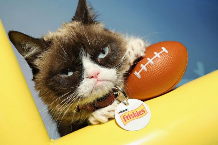 Умерла интернет-легенда — сердитая кошка Grumpy Cat