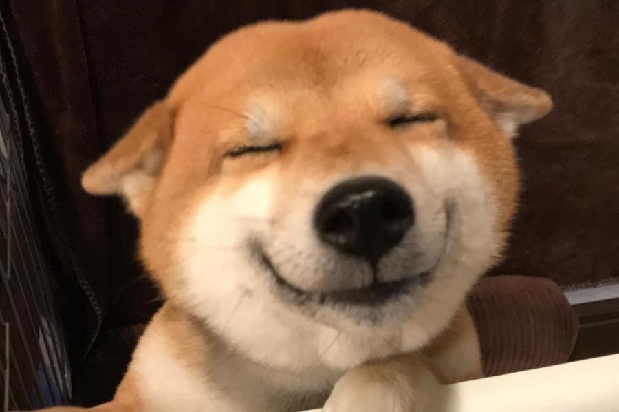 Ученые выяснили, умеют ли собаки улыбаться