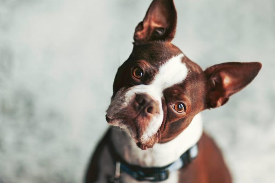 Аллергия у собаки: 7 признаков, которые нужно знать каждому владельцу