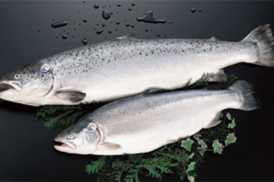 Водоросли убивают норвежский лосось