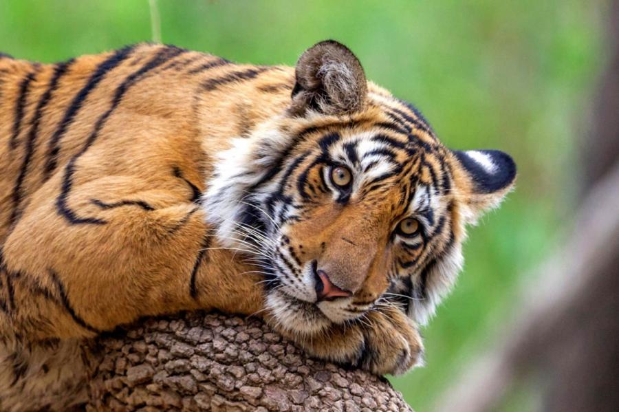 Стало известно, почему яркая шерсть не мешает тигру охотиться