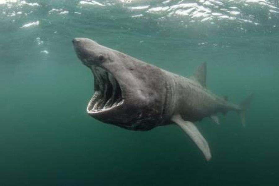 В США сняли на видео туристку, которая плавала с акулой и не знала об этом