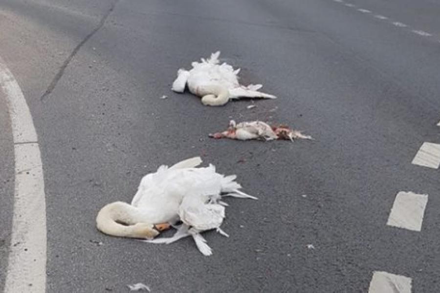 Жестокость на шоссе Рига — Лиепая. Убиты лебеди