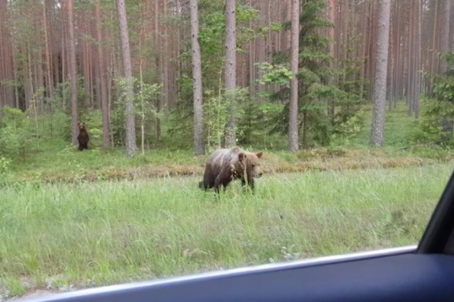 Латвийцев предупреждают: по стране смело разгуливает пара медведей (+ВИДЕО)