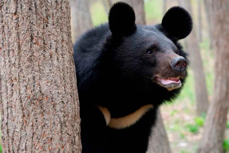 В Приморье медведь станцевал и попытался уничтожить «компромат»