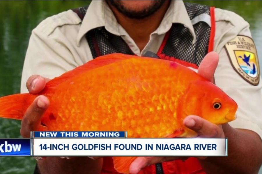 В Ниагаре поймали гигантскую золотую рыбку