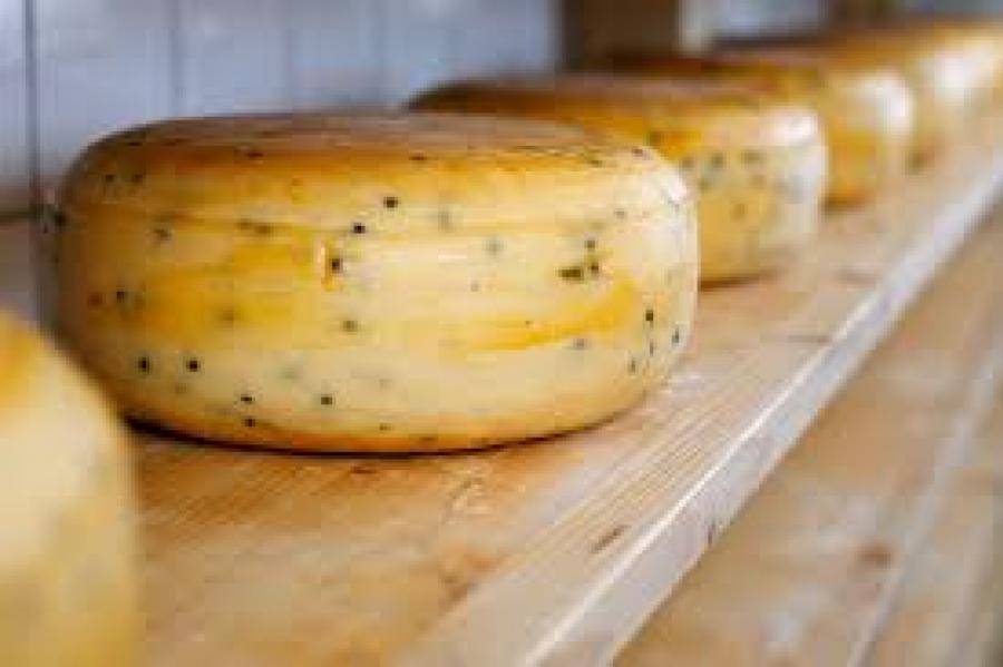 Янов сыр — кулинарное наследие Латвии. Изучаем вкус и качество