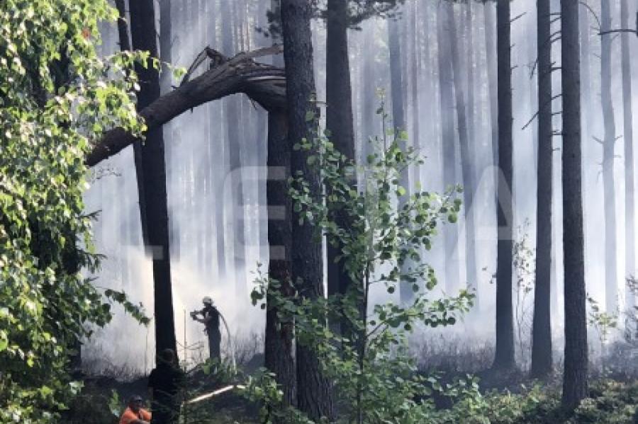 «Латвияс валстс межи»: лесные пожары чаще происходят вблизи населенных пунктов