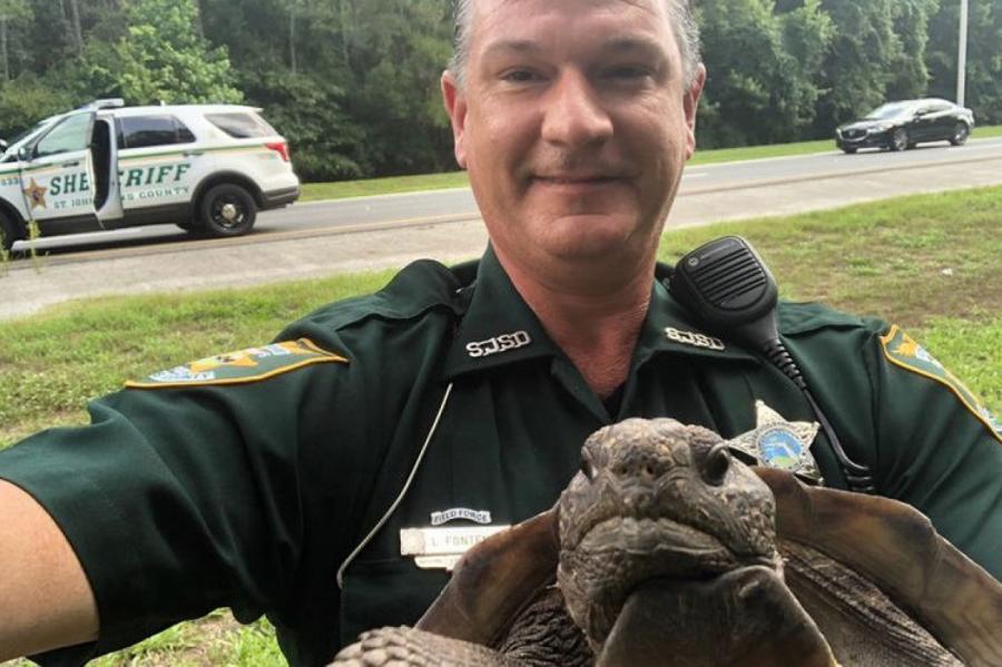 Полиция США «задержала» черепаху за переход дороги в неположенном месте