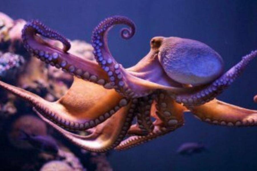Ученые выяснили, что щупальца осьминога двигаются независимо от его мозга