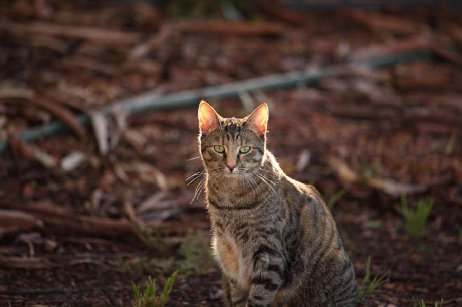 Австралийские ученые озабочены прожорливостью диких кошек
