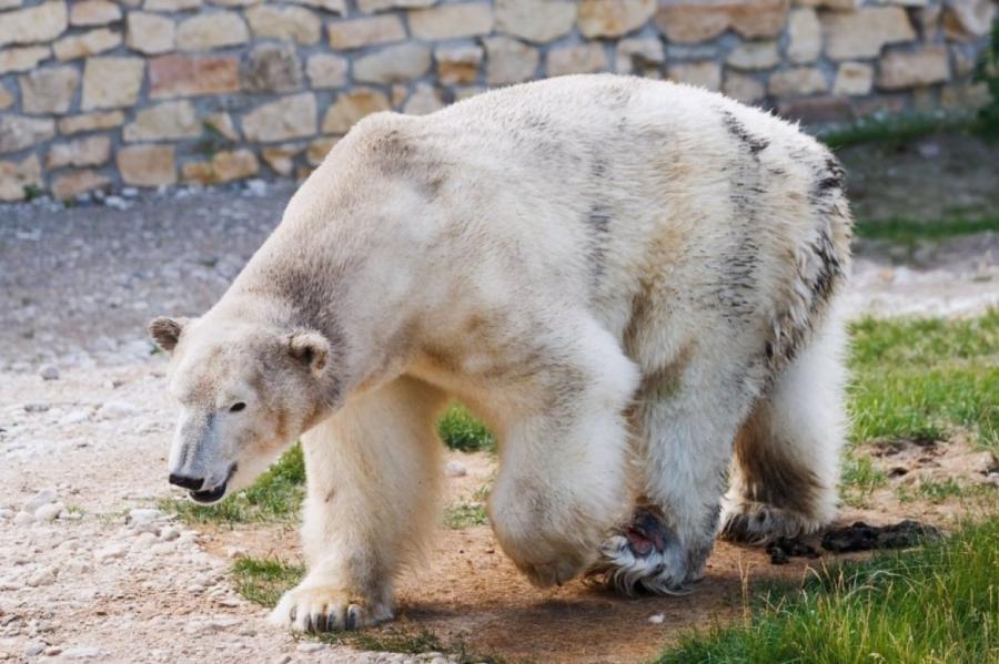 Уборщица Московского зоопарка восхитила британцев, отогнав медведя веником