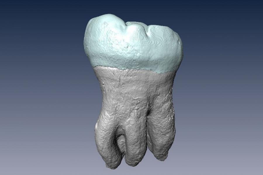 Нижние коренные зубы с тремя корнями достались азиатам от денисовцев