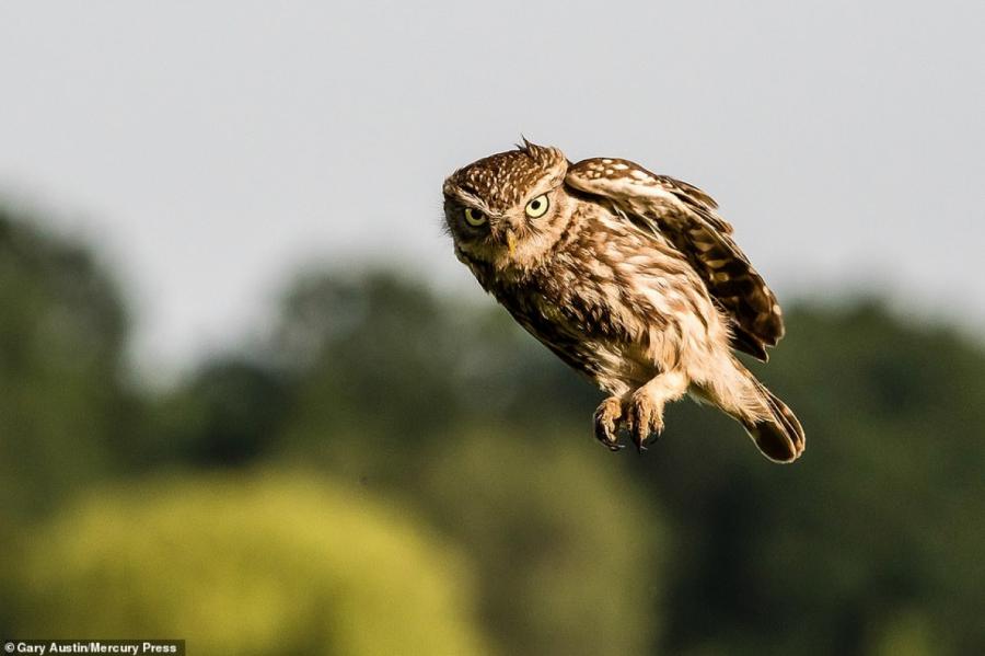 В Великобритании мужчина сфотографировал очень сердитую сову