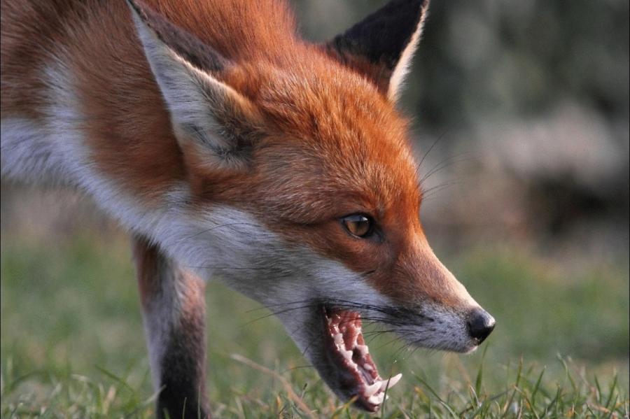 Осторожно: в Риге хозяйничают лисы!