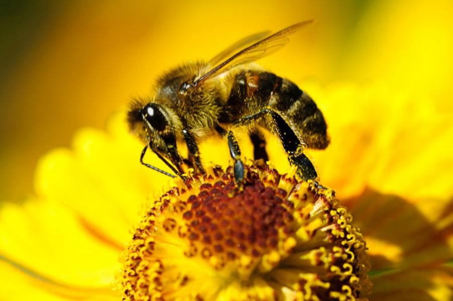 В Минэкономразвитии открестились от массовой гибели пчел