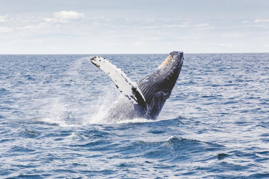 У побережья Австралии два кита выпрыгнули прямо перед лодкой туристов