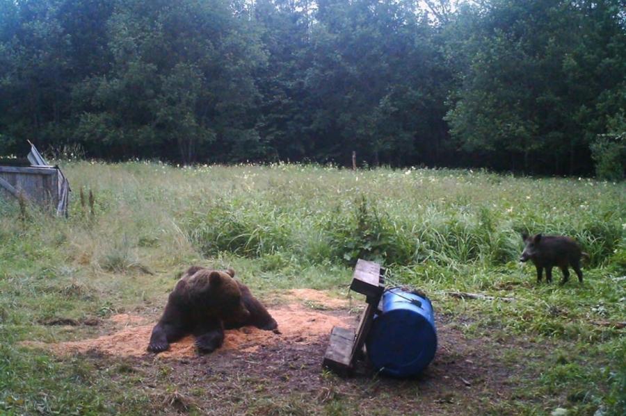 Удивительные кадры под Балви: медведи разгуливают в компании...кабанов