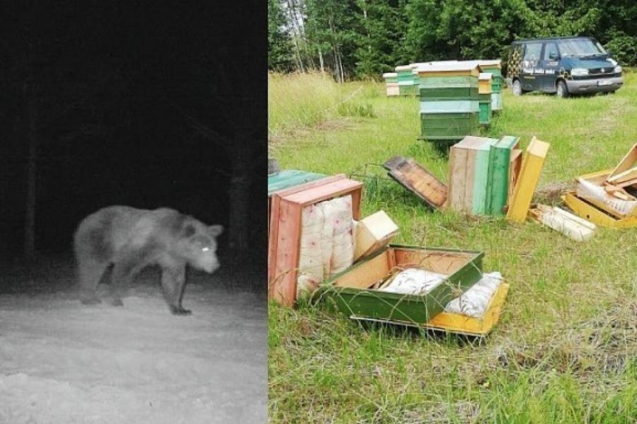 Латвийский пасечник в ужасе: 9 раз медведь приходил на участок! Опять разруха!