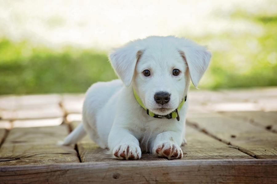 10 лайфхаков, которые обязан знать каждый владелец собаки