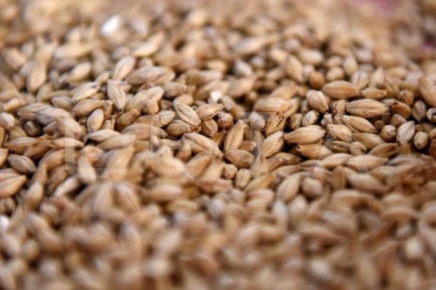 «Ригас дзирнавниекс» в этом году планирует принять 150 тыс. тонн зерна