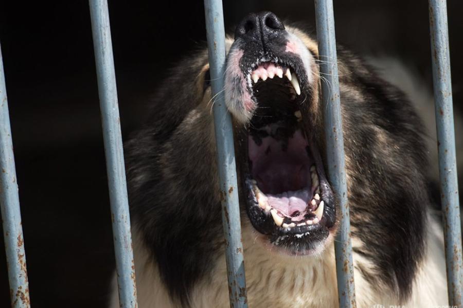 В России утвердили список опасных пород собак