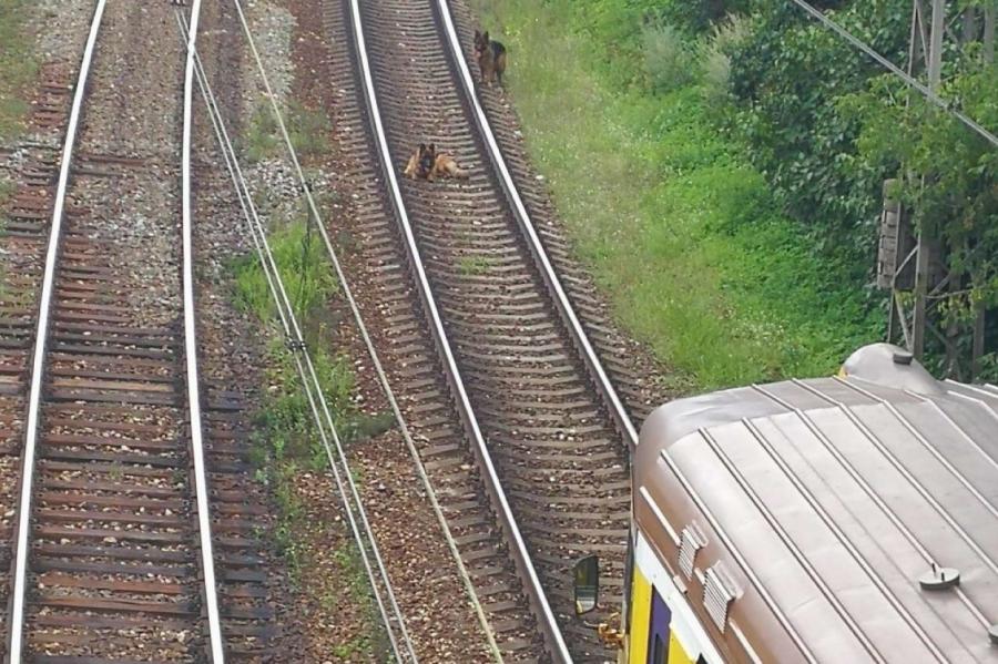 Две собаки заблокировали движение поездов в Торнякалнсе