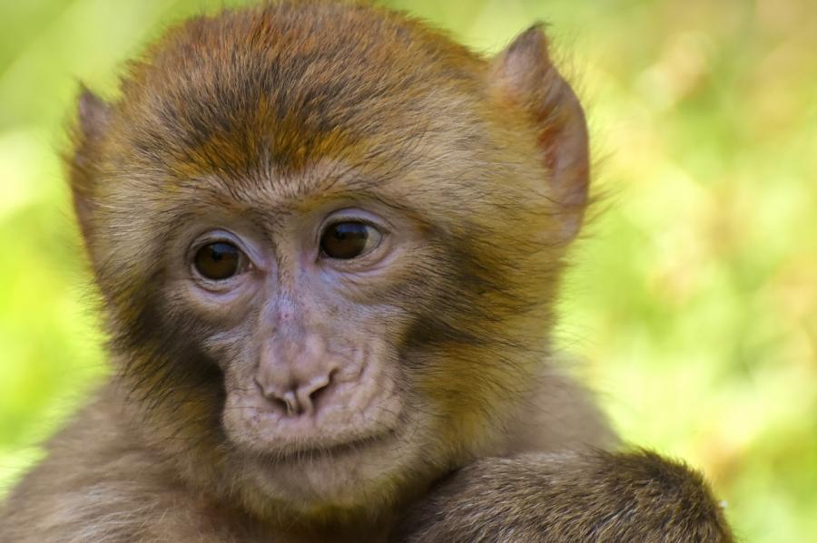 В Индии запечатлели заботящуюся об экологии обезьяну