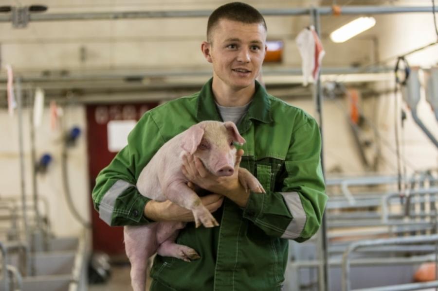Свиноводы ликуют: латвийские свиньи подорожали на 7 центов за кг