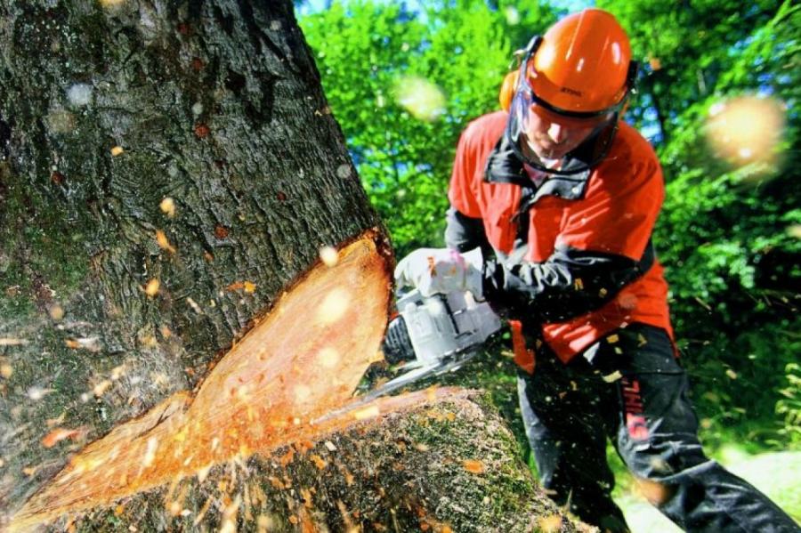 Как спилить опасное дерево и не нарваться на штраф?
