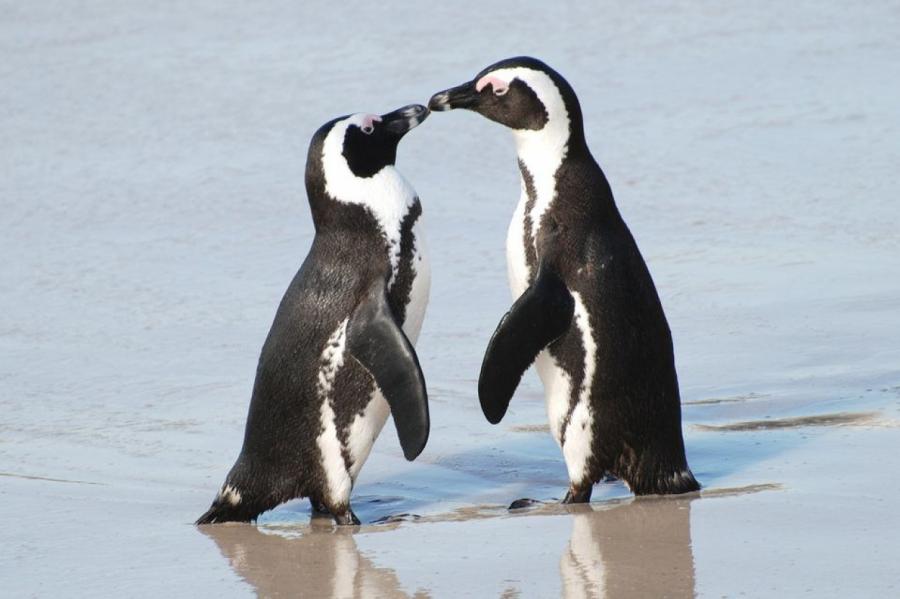 Пара пингвинов-геев в Берлинском зоопарке станет отцами