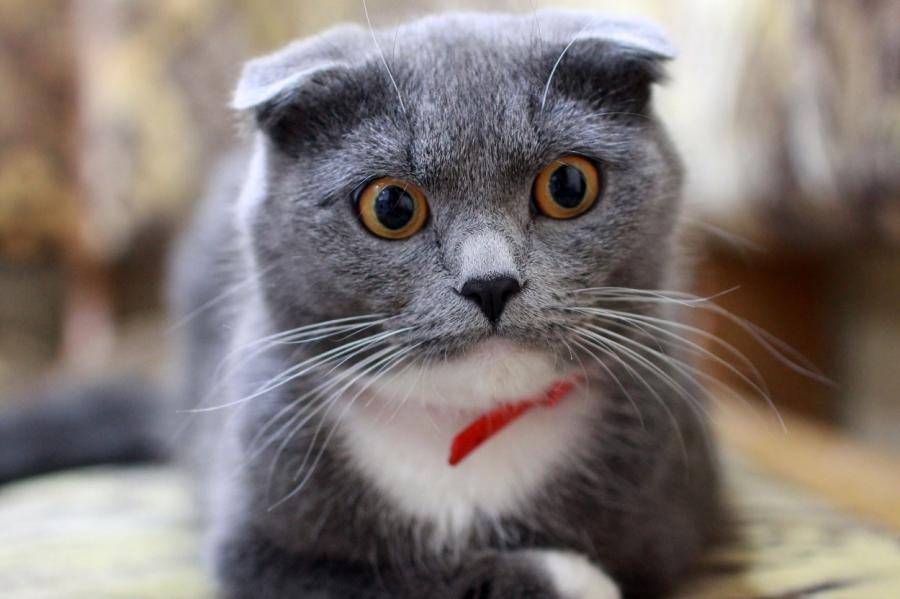 В Ростове-на-Дону выставили на продажу кошку за 200 тысяч Евро